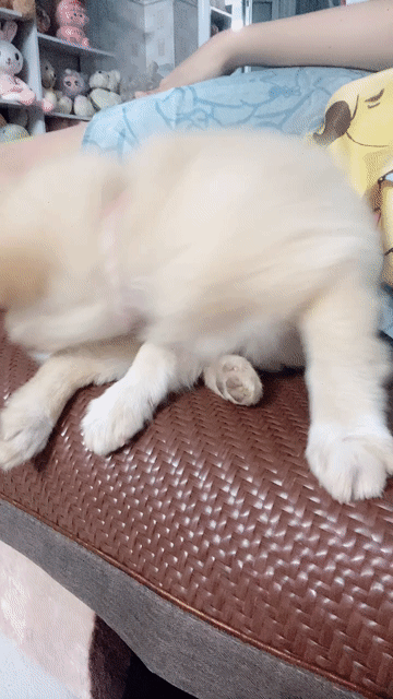 Chó Lai xù 3 tháng Vàng nhạt. Mua bán Chó tại Quận Liên Chiểu Đà Nẵng được đăng bởi Ngọc Hân hình 1
