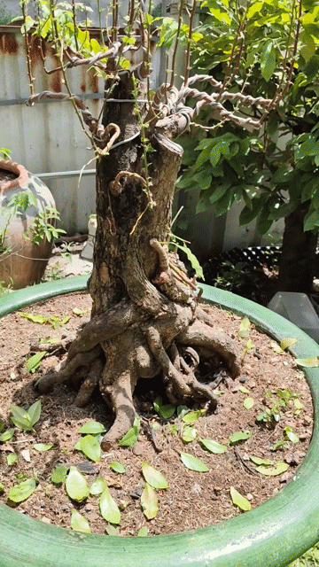 Mai Tứ Quý Hoa 4 Mùa. Mua bán Cây cảnh, đồ trang trí tại Huyện Bình Chánh Tp Hồ Chí Minh được đăng bởi Mai  Hưng hình 1