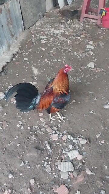 Sweater Cuban 6 tháng. Mua bán Gà tại Huyện Nhà Bè Tp Hồ Chí Minh được đăng bởi Tri Nguyen hình 1