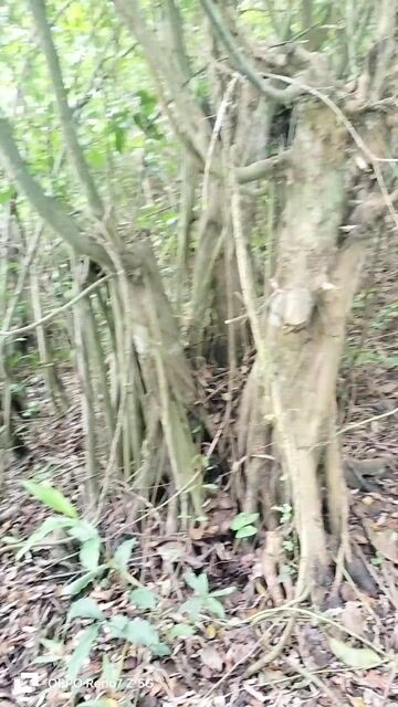 Cây xanh kiểng bóng mát 4 cây. Mua bán Cây cảnh, đồ trang trí tại Thành phố Sóc Trăng Sóc Trăng được đăng bởi Thanh soc trang hình 1