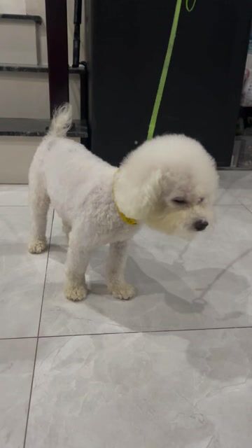 Chó Bichon Frise cái đã solo lần đầu. Mua bán Chó tại Quận Ninh Kiều Cần Thơ được đăng bởi Nguyen khoi hình 1