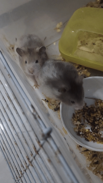 Chuột Hamster Tạng to siêu hiền. Mua bán Thú cưng khác tại Thành phố Bà Rịa Bà Rịa - Vũng Tàu được đăng bởi Thành Đại Trần hình 1