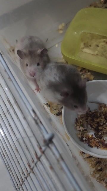 Chuột Hamster Tạng to siêu hiền. Mua bán Thú cưng khác tại Thành phố Bà Rịa Bà Rịa - Vũng Tàu được đăng bởi Thành Đại Trần hình 1