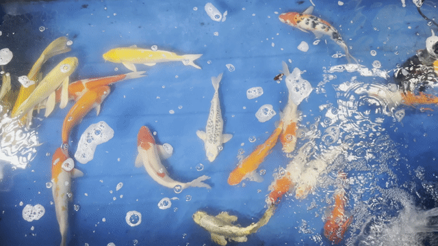 Cá cảnh Koi Hoàng Văn Thái size 20cm 25cm 30cm. Mua bán Thú cưng khác tại Quận Liên Chiểu Đà Nẵng được đăng bởi Trại cá KOI Hoàng Văn Thái hình 1