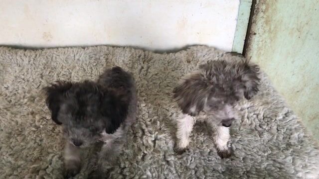 poodle màu xám hiếm 4 tháng tuổi