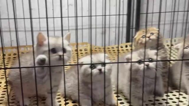 Mèo Munchkin chân lùn, anh lông ngắn quà valentine. Mua bán Mèo tại Quận 12 Tp Hồ Chí Minh được đăng bởi Đỗ Đạt hình 1