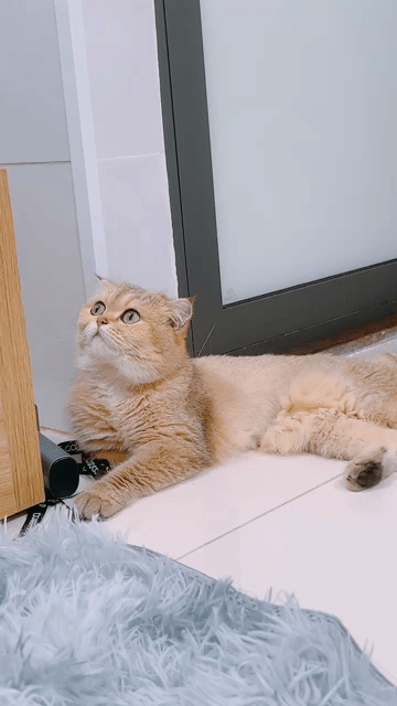 Mèo Scottish Fold Vàng siêu cute. Mua bán Mèo tại Quận Gò Vấp Tp Hồ Chí Minh được đăng bởi Lê Dương Diệp Kha hình 1