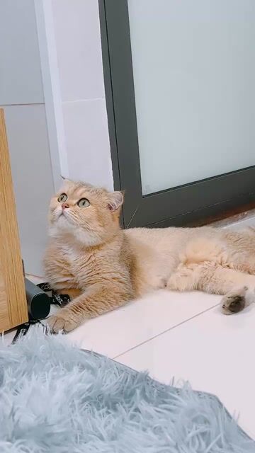 Mèo Scottish Fold Vàng siêu cute. Mua bán Mèo tại Quận Gò Vấp Tp Hồ Chí Minh được đăng bởi Lê Dương Diệp Kha hình 1