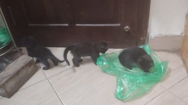 Mèo mun ta lai Anh lông ngắn con. Mua bán Mèo tại Quận Đống Đa Hà Nội được đăng bởi Thieu Pham hình 1