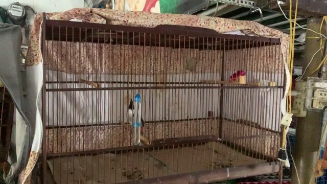 Chim chào mào nhiều màu. Mua bán Chim tại Thành phố Vũng Tàu Bà Rịa - Vũng Tàu được đăng bởi Hưng Gia hình 1