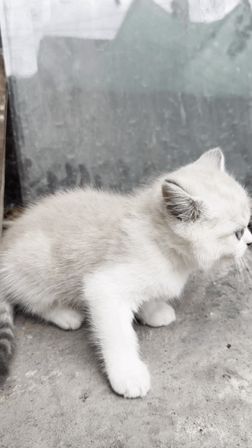 Mèo Anh lông ngắn Trắng kem. Mua bán Mèo tại Quận 8 Tp Hồ Chí Minh được đăng bởi Khang Nguyễn hình 1