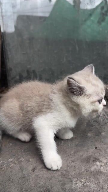 Mèo Anh lông ngắn Trắng kem. Mua bán Mèo tại Quận 8 Tp Hồ Chí Minh được đăng bởi Khang Nguyễn hình 1