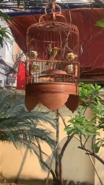Chim cảnh Thuần LÍU. Mua bán Chim tại Quận Bắc Từ Liêm Hà Nội được đăng bởi đam mê hội tụ hình 1