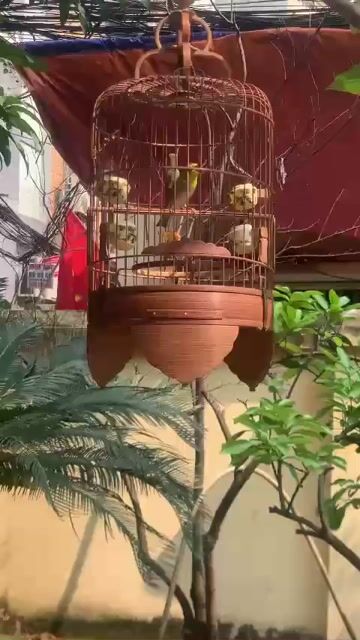 Chim cảnh Thuần LÍU. Mua bán Chim tại Quận Bắc Từ Liêm Hà Nội được đăng bởi đam mê hội tụ hình 1