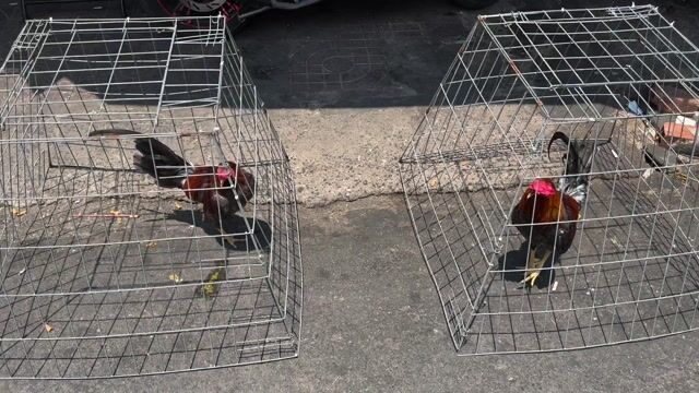 mỹ cuban. Mua bán Gà tại Quận 8 Tp Hồ Chí Minh được đăng bởi Tấn Sang hình 1