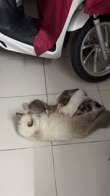 Mèo ALD lai ta con nhiều màu. Mua bán Mèo tại Quận Phú Nhuận Tp Hồ Chí Minh được đăng bởi Tên chưa cung cấp hình 1