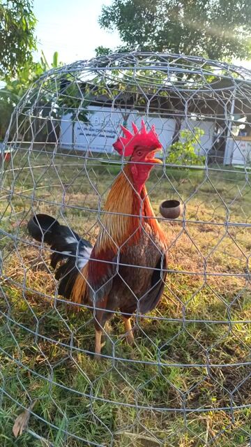 Gà Trống Trắng Đỏ 12 tháng. Mua bán Gà tại Thị xã Bến Cát Bình Dương được đăng bởi thành hình 1