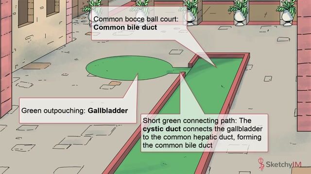 Gallbladder Disease SOAP - Free Sketchy Medical Lesson