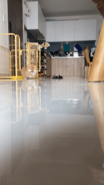 Chó Pom Cái Nâu vàng đã tiêm ngừa. Mua bán Chó tại Quận 6 Tp Hồ Chí Minh được đăng bởi Trí Nguyền  hình 1
