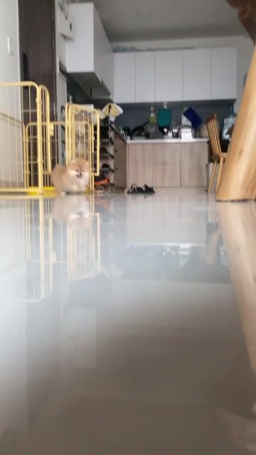 Chó Pom Cái Nâu vàng đã tiêm ngừa. Mua bán Chó tại Quận 6 Tp Hồ Chí Minh được đăng bởi Trí Nguyền  hình 1