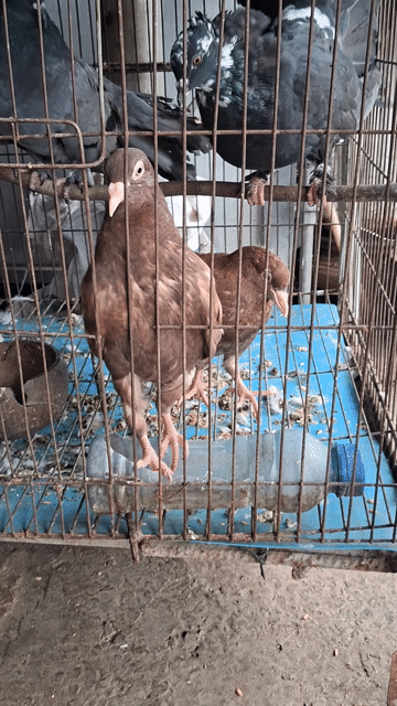 Chim bồ câu gà . Mua bán Chim tại Huyện Long Hồ Vĩnh Long được đăng bởi Thanh Trung hình 1