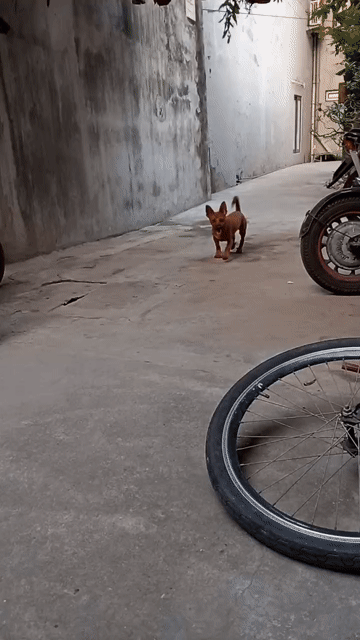 cần cho đi ở. Mua bán Chó tại Quận Ngô Quyền Hải Phòng được đăng bởi Nguyễn Đức Tuấn hình 1