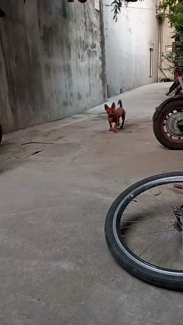 cần cho đi ở. Mua bán Chó tại Quận Ngô Quyền Hải Phòng được đăng bởi Nguyễn Đức Tuấn hình 1