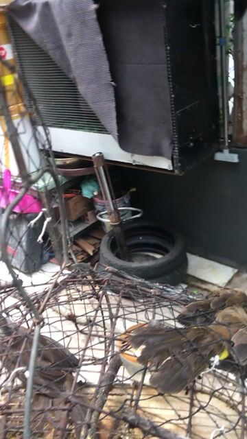 Chim chao chảo má trắng. Mua bán Chim tại Quận Ninh Kiều Cần Thơ được đăng bởi luân pham hình 1