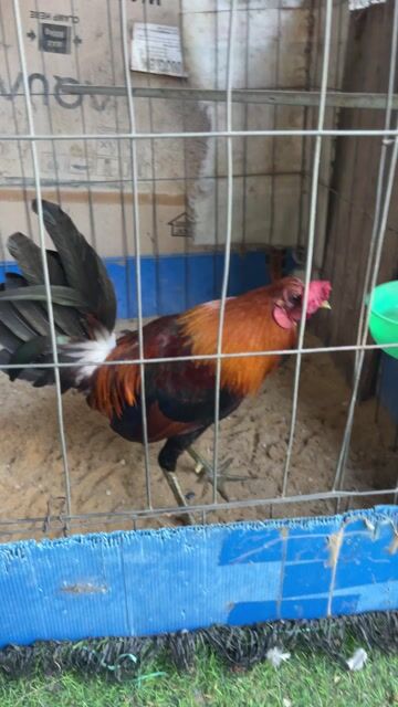 Gà trống 7 tháng mỹ hach 1.26kg trang 1kg350-1kg4. Mua bán Gà tại Thành phố Thuận An Bình Dương được đăng bởi Gà tre lai hình 1