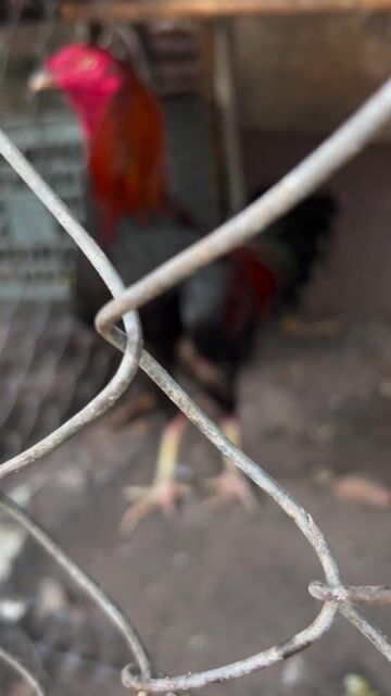 Gà Mỹ 3kg3 Trống. Mua bán Gà tại Thành phố Thủ Đức Tp Hồ Chí Minh được đăng bởi Duy hình 1