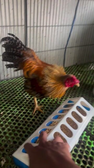 Gà trống 566g 16 tháng. Mua bán Gà tại Huyện Cần Đước Long An được đăng bởi Trung Vinh hình 1