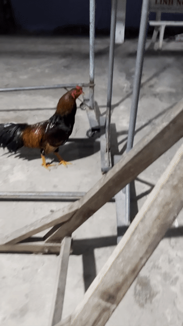 Gà trống Nâu đỏ Ức ó. Mua bán Gà tại Huyện Châu Thành Sóc Trăng được đăng bởi trà sữa hình 1
