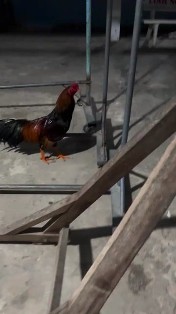 Gà trống Nâu đỏ Ức ó. Mua bán Gà tại Huyện Châu Thành Sóc Trăng được đăng bởi trà sữa hình 1
