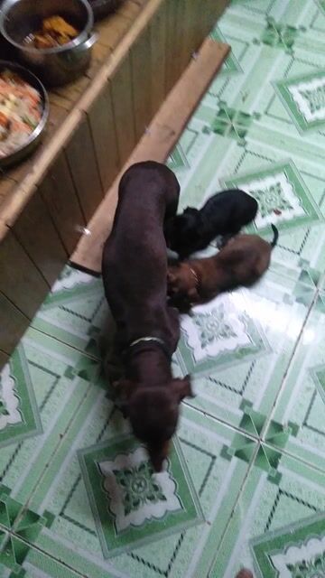 Chó Lạp xưởng con Đen. Mua bán Chó tại Thành phố Biên Hòa Đồng Nai được đăng bởi thanh lý đồ cũ  hình 1