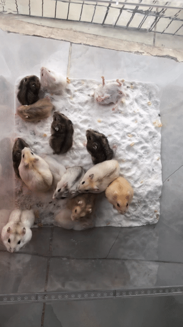 Chuột Hamster Winter White. Mua bán Thú cưng khác tại Quận Cái Răng Cần Thơ được đăng bởi Hammie Heamster hình 1