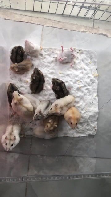 Chuột Hamster Winter White. Mua bán Thú cưng khác tại Quận Cái Răng Cần Thơ được đăng bởi Hammie Heamster hình 1
