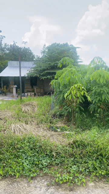 Mua bán Đất Huyện Chơn Thành Bình Phước diện tích 210 m² giá 500 triệu