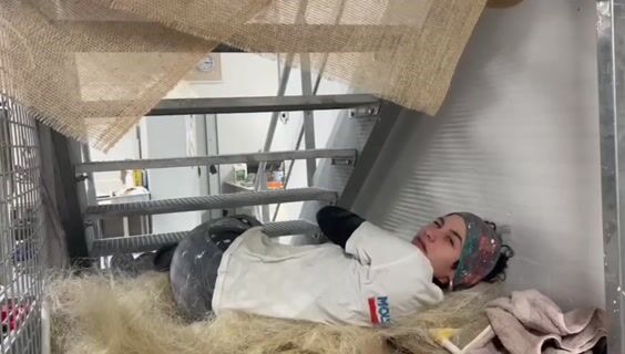 Les staffeurs dans leur état naturel