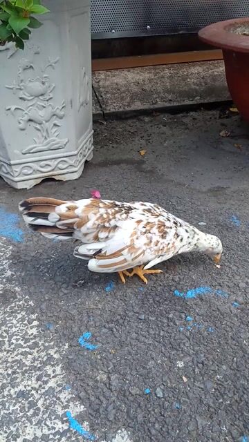 Mái mơ. Mua bán Gà tại Quận 12 Tp Hồ Chí Minh được đăng bởi Minh Toàn hình 1