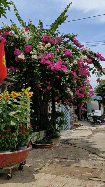 Mua bán Đất Huyện Đạ Huoai Lâm Đồng diện tích 259 m² giá 890 triệu