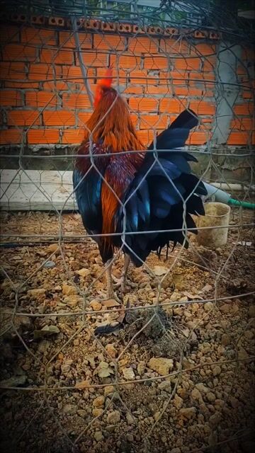 Gà Mỹ lai đực 2.3kg. Mua bán Gà tại Huyện Tháp Mười Đồng Tháp được đăng bởi Ken hình 1