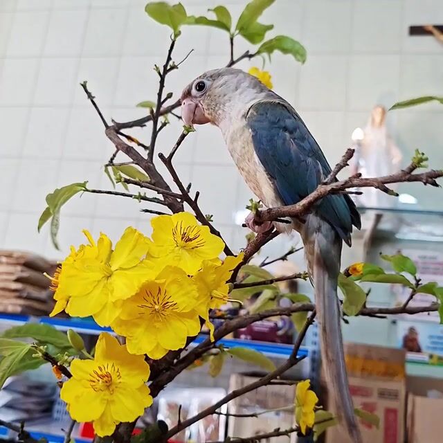 Vẹt Greencheek Blue nhạt đã biết ăn hạt. Mua bán Chim tại Quận Tân Phú Tp Hồ Chí Minh được đăng bởi Thimai Le hình 1