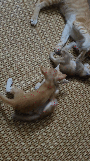 Mèo con hơn 1 tháng biết ăn hạt, pate. Mua bán Mèo tại Quận 10 Tp Hồ Chí Minh được đăng bởi Long hình 1
