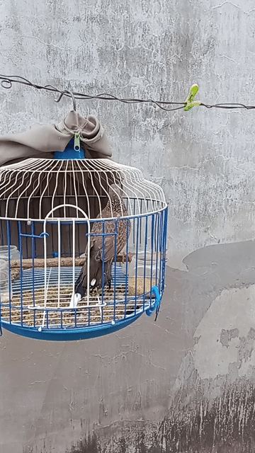 Chim cu gáy màu Nâu. Mua bán Chim tại Quận Bình Thuỷ Cần Thơ được đăng bởi alo hình 1