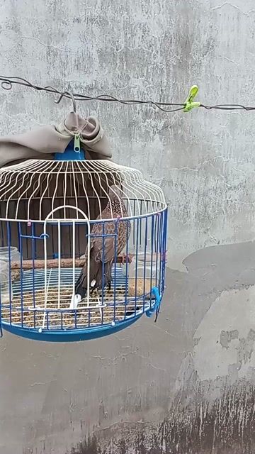 Chim cu gáy màu Nâu. Mua bán Chim tại Quận Bình Thuỷ Cần Thơ được đăng bởi alo hình 1