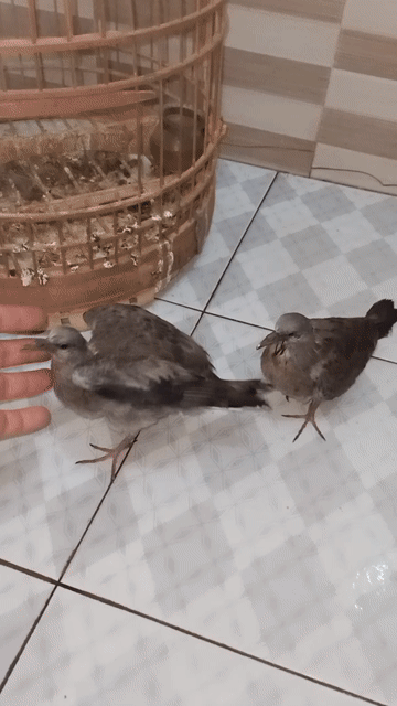 cu gáy non đã biết mổ . Mua bán Chim tại Huyện Đông Anh Hà Nội được đăng bởi Nguyễn cư hình 1
