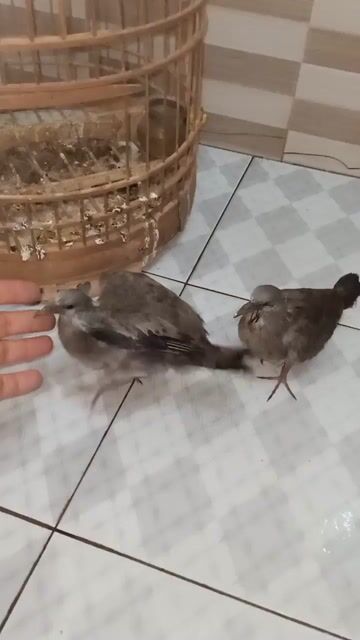 cu gáy non đã biết mổ . Mua bán Chim tại Huyện Đông Anh Hà Nội được đăng bởi Nguyễn cư hình 1