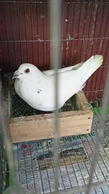 Chim bồ câu đua đực màu Trắng. Mua bán Chim tại Quận 11 Tp Hồ Chí Minh được đăng bởi Huỳnh Phát hình 1