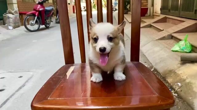 Corgi đáng yêu hơn NYC ^^. Mua bán Chó tại Quận Đống Đa Hà Nội được đăng bởi Tùng Lâm corgi hình 1