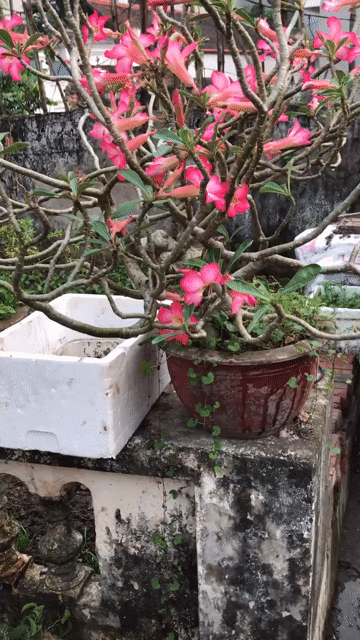 Cây cảnh Hoa sứ Hồng. Mua bán Cây cảnh, đồ trang trí tại Huyện Hoài Đức Hà Nội được đăng bởi anh vu hình 1